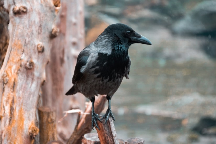 1976CAM_2020_03_02_22_13_08_FN